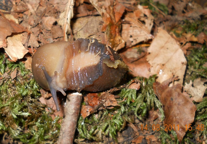 Limax aldrovandi Moquin-Tandon 1855 delle Apuane